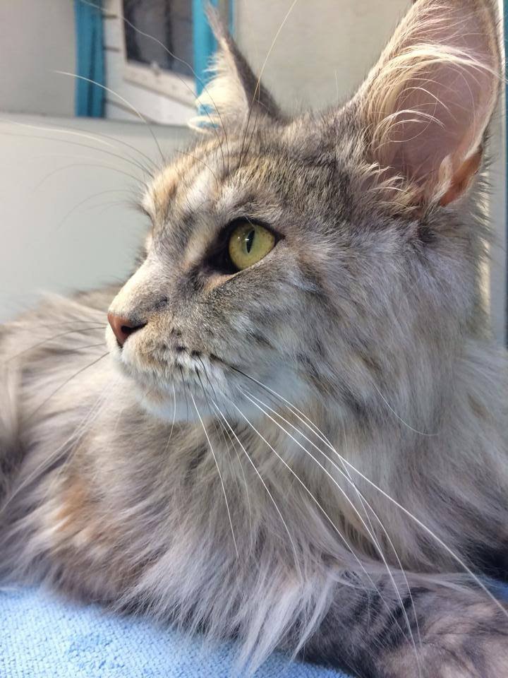 A long-haired tabby cat after grooming
